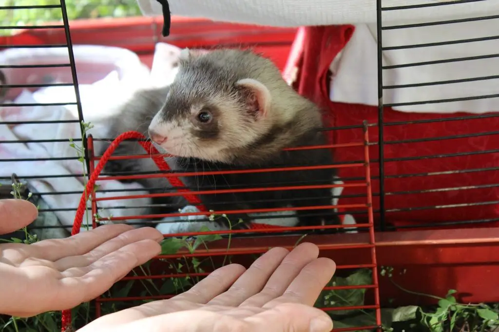 Reputable Breeders of Exotic Small Mammals Top Picks and tips, a ferret coming out of a cage