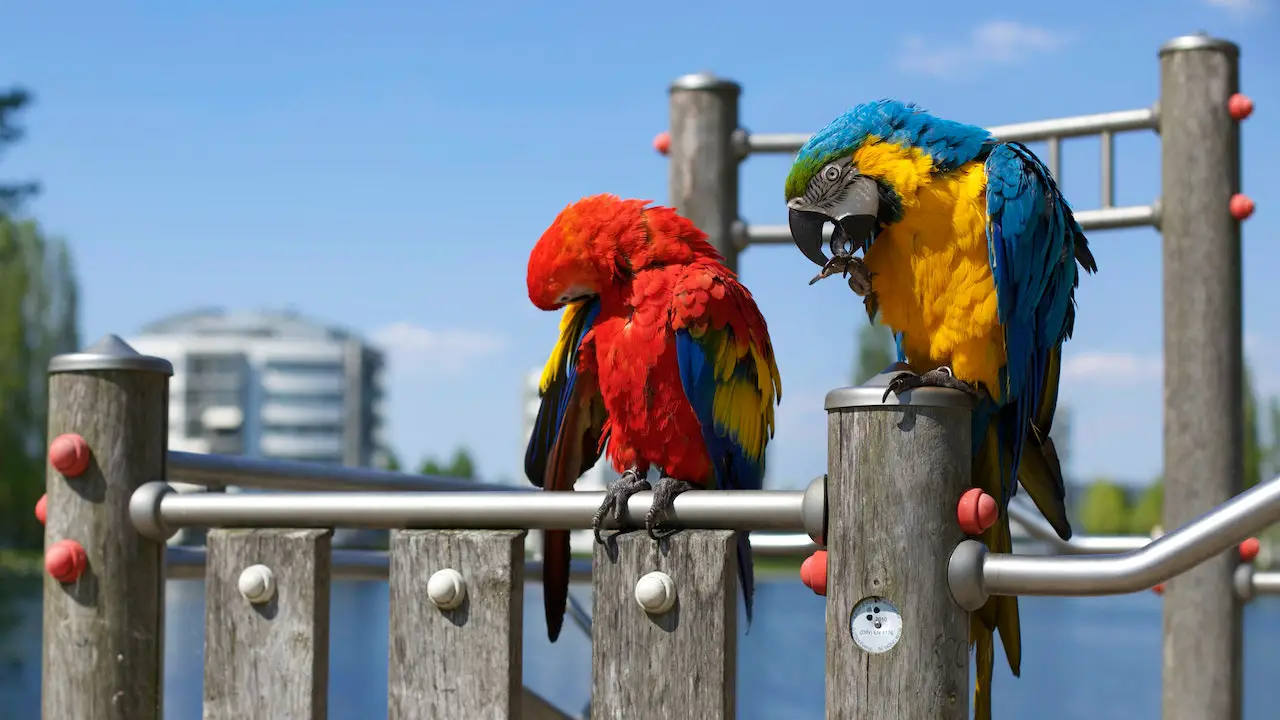 Selecting the Perfect Exotic Pet Bird Tips for Choosing the Right one, two parrots perched outside
