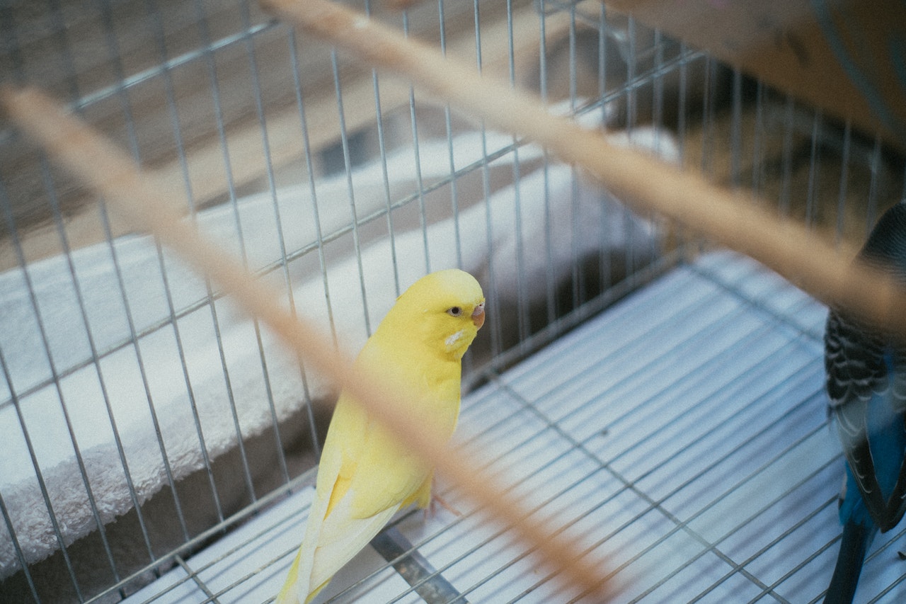 Creating an Ideal Environment for Your Exotic Bird Pet, a small bird in a cage