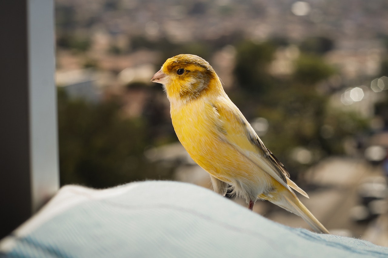 Essential Dietary Needs for Healthy Exotic Birds A Complete Guide, a small canary bird outside