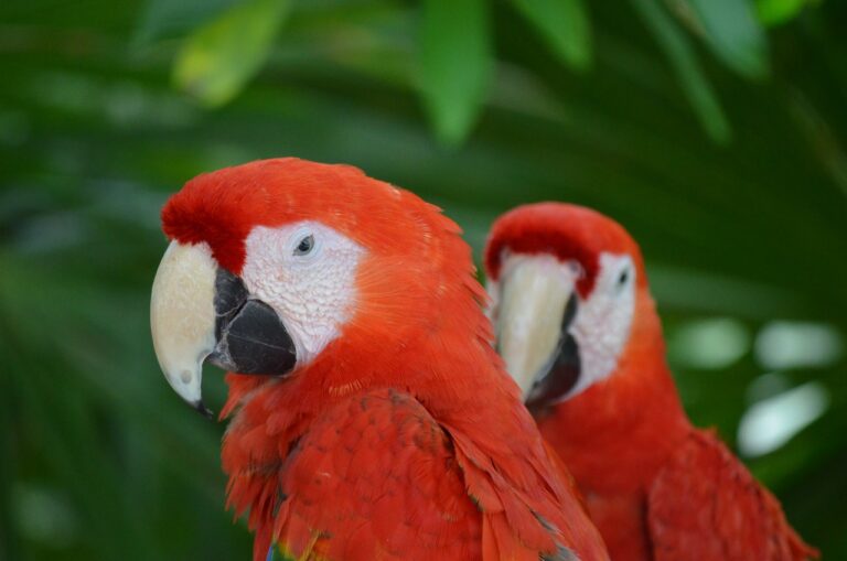 Adopting Exotic Birds: Your Ultimate Guide to a Feathered Friend