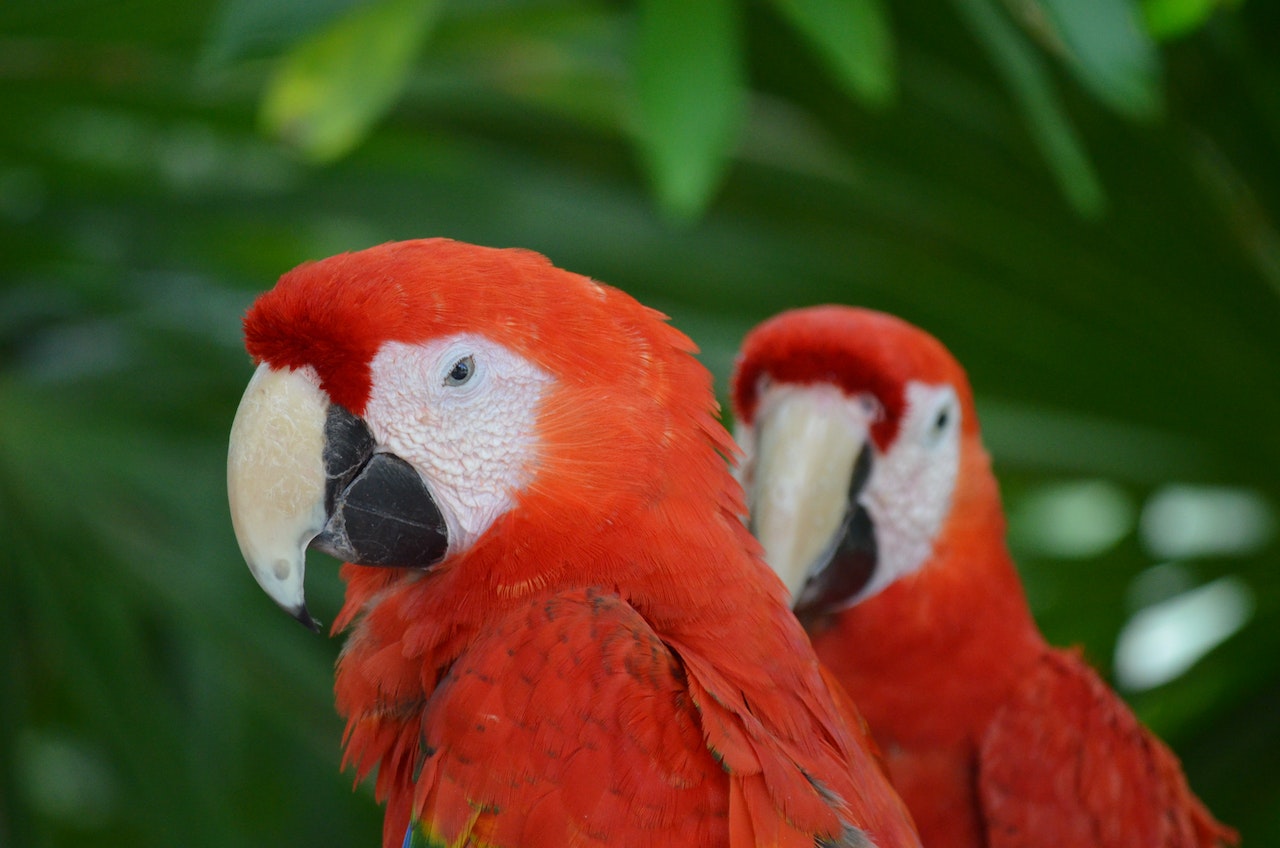 Adopting Exotic Birds Your Ultimate Guide to a Feathered Friend, two parrots under a tree