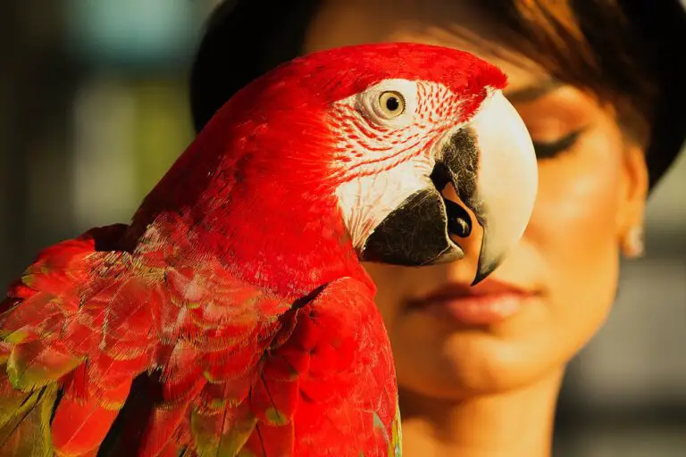 Legal Considerations for Exotic Bird Ownership: Ultimate Guide