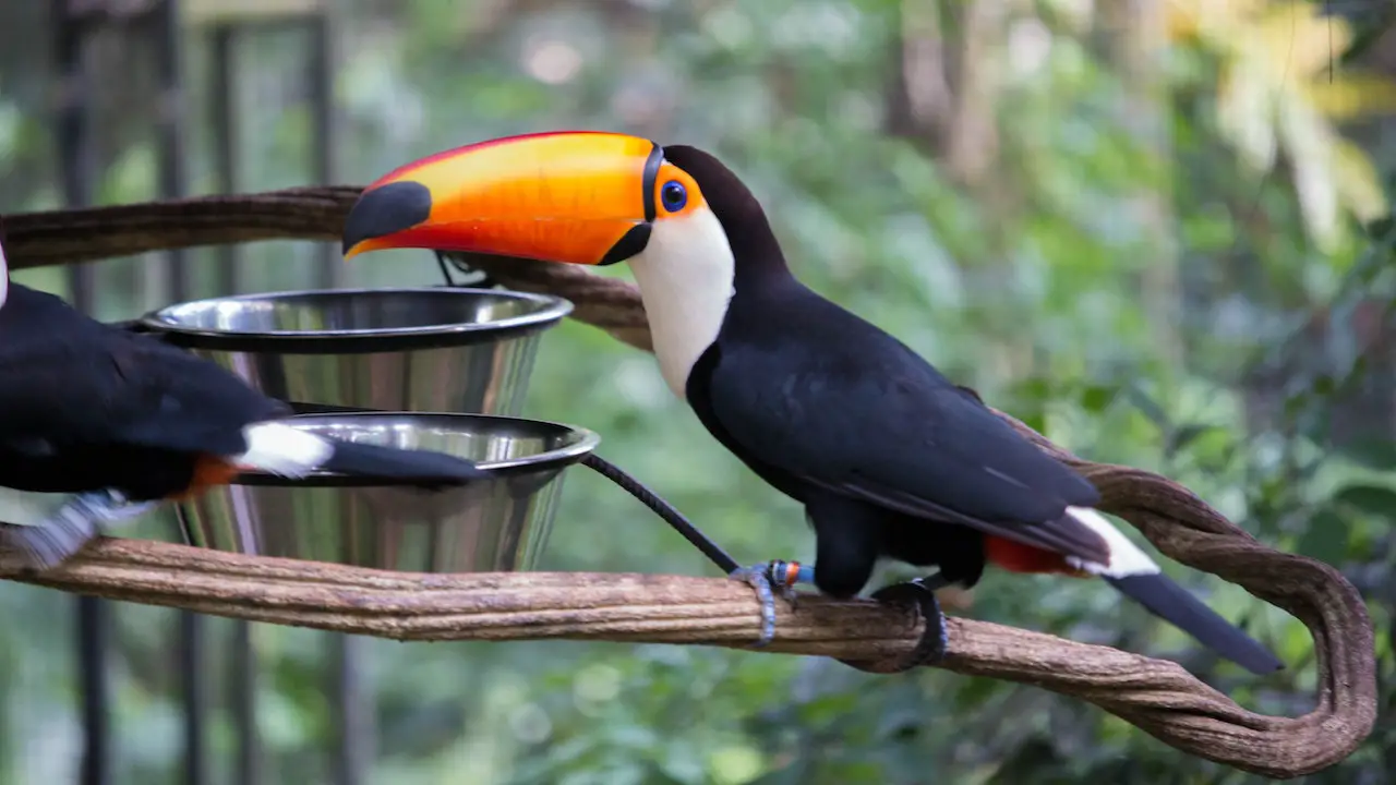 Proper Exotic Bird Care Vital Tips and Nutrition Guide, a toucan sitting on a branch