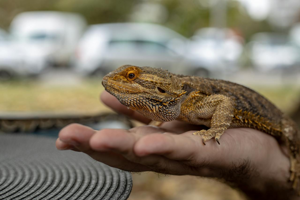 Proper Care for Popular Exotic Reptile Pets, a bearded dragon sitting on someones hand